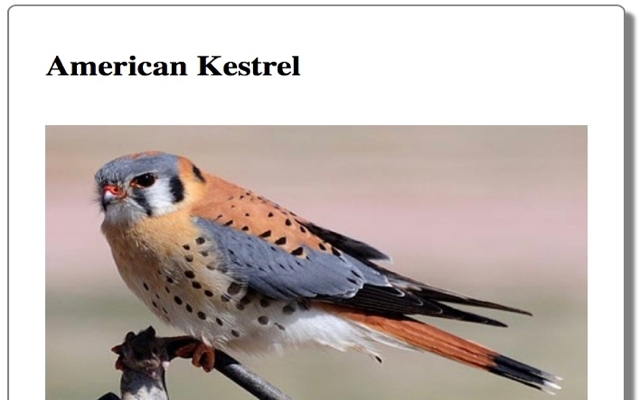 Screenshot of Animal trading card: American Kestrel project